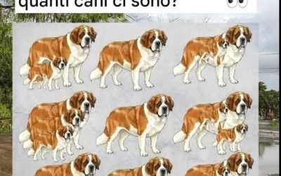 Kun je alle honden vinden? Test je observatievermogen!