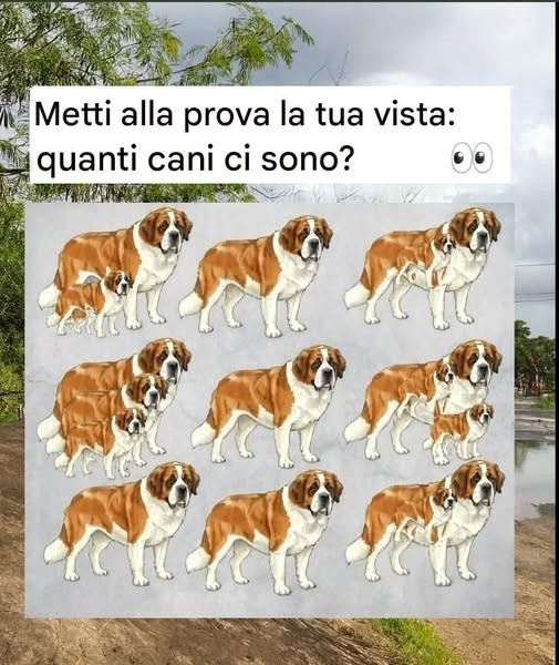 Kun je alle honden vinden? Test je observatievermogen!