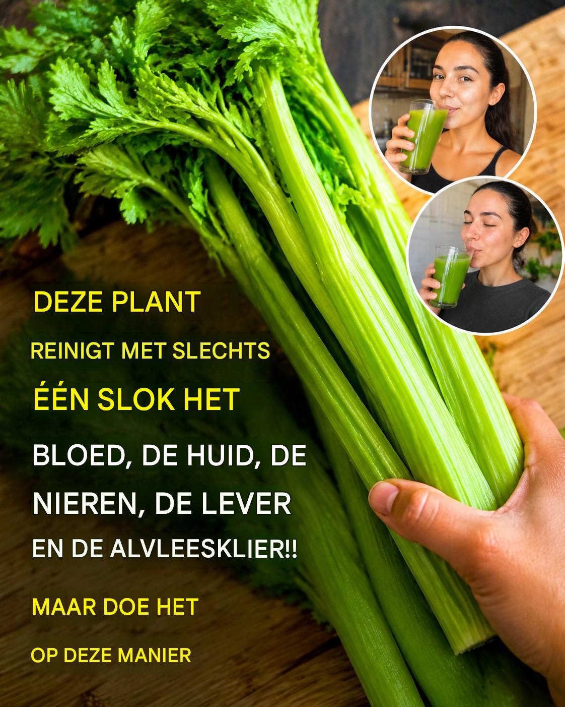 Ontdek de eenvoudige kracht van selderijsap: een frisse manier om je dagelijkse welzijnsroutine te ondersteunen.