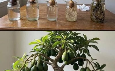 Sådan dyrker du avocadoer derhjemme: Fra sten til frugt hurtigere