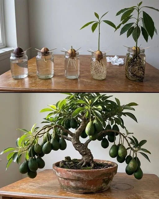 Sådan dyrker du avocadoer derhjemme: Fra sten til frugt hurtigere