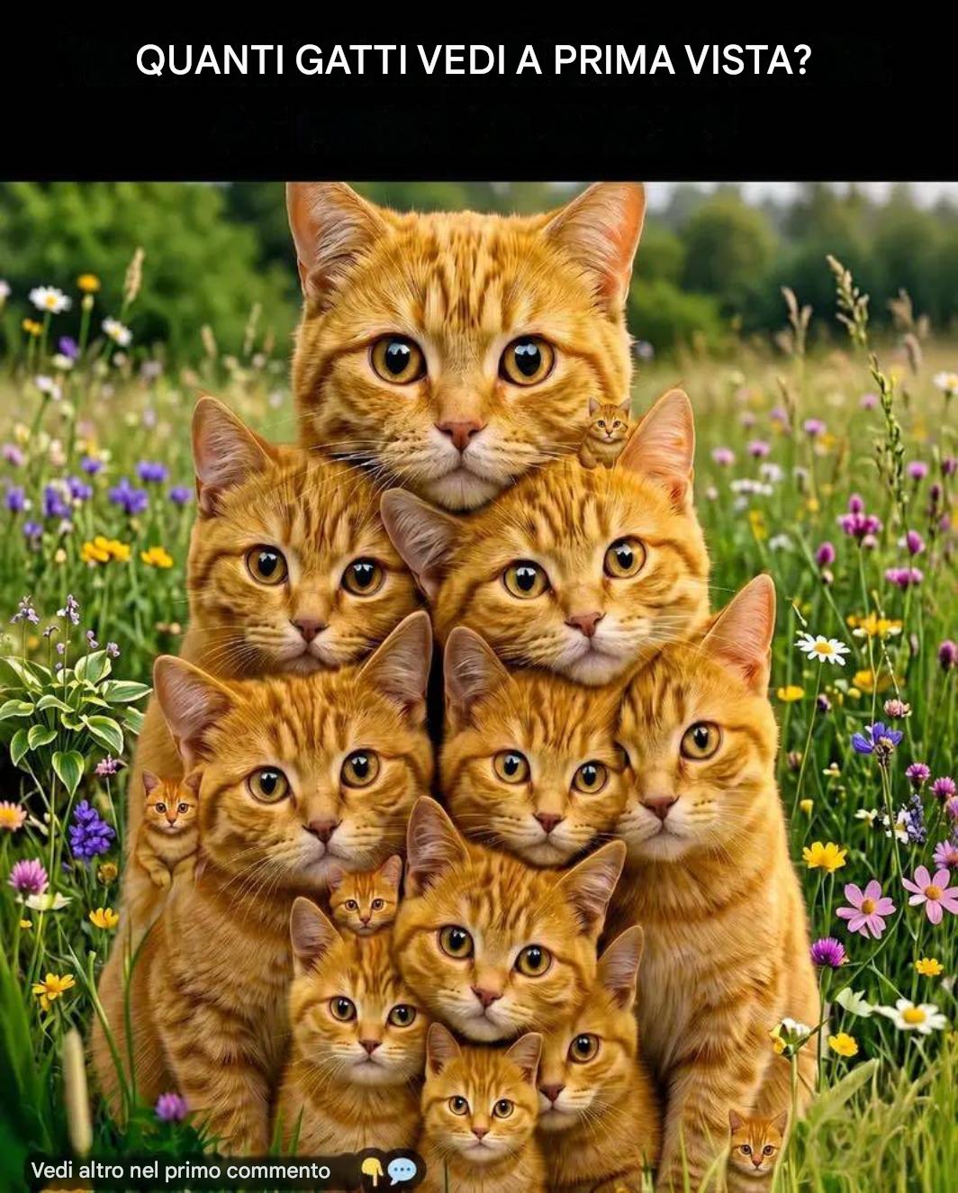 Test je persoonlijkheid door te kijken hoeveel katten je kunt spotten.