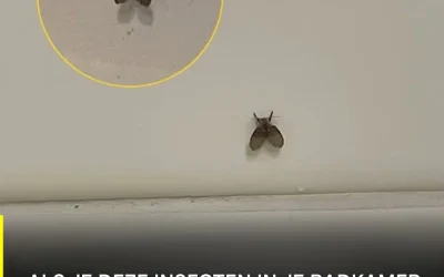 De badkamervlieg die in veel huizen voorkomt en wat kan erop wijzen dat hij aanwezig is?