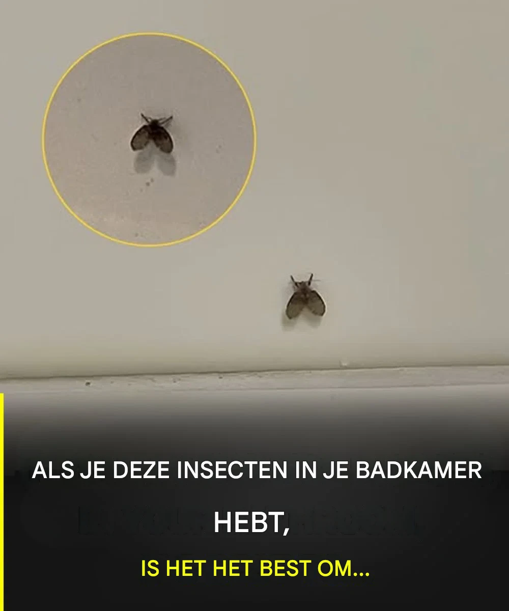 De badkamervlieg die in veel huizen voorkomt en wat kan erop wijzen dat hij aanwezig is?