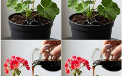 Doe dit en je geraniums zullen bijna een jaar lang onafgebroken bloeien.