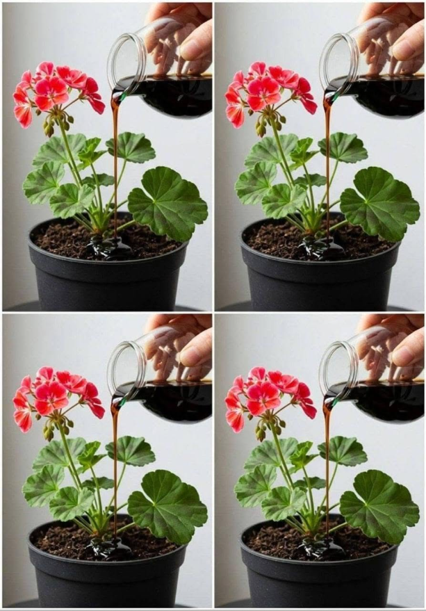 Doe dit en je geraniums zullen bijna een jaar lang onafgebroken bloeien.